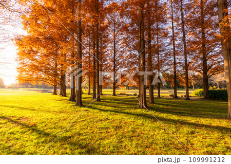 《東京都》紅葉のメタセコイアの森・秋の夜明け 109991212