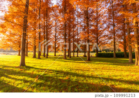 《東京都》紅葉のメタセコイアの森・秋の夜明け 109991213
