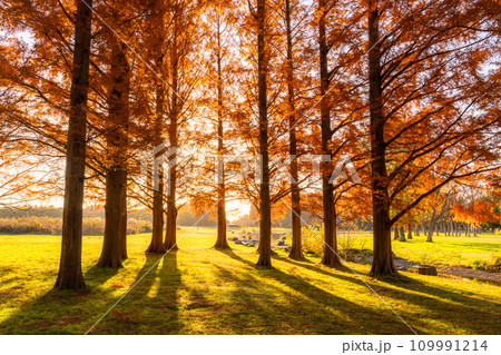 《東京都》紅葉のメタセコイアの森・秋の夜明け 109991214