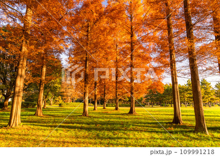 《東京都》紅葉のメタセコイアの森・秋の夜明け 109991218