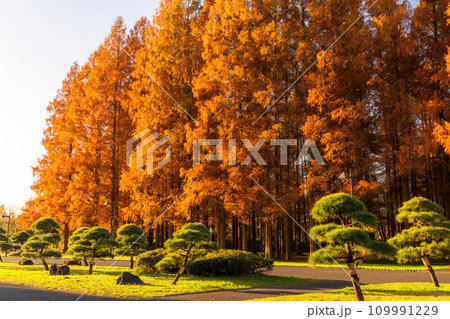 《東京都》紅葉のメタセコイアの森・秋の夜明け 109991229