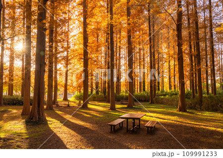 《東京都》紅葉のメタセコイアの森・秋の夜明け 109991233