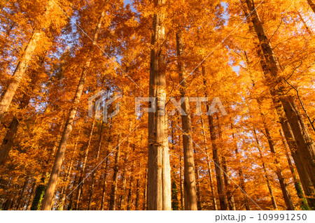 《東京都》紅葉のメタセコイアの森・秋の夜明け 109991250