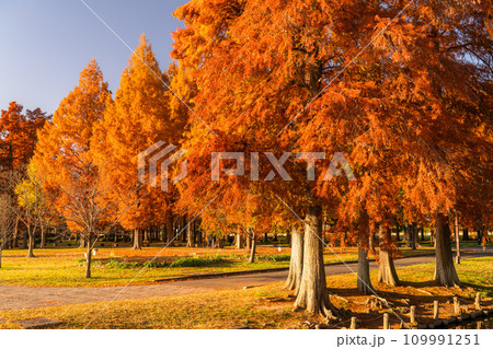 《東京都》紅葉のメタセコイアの森・秋の夜明け 109991251