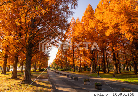 《東京都》紅葉のメタセコイアの森・秋の夜明け 109991259
