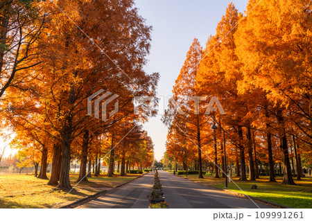 《東京都》紅葉のメタセコイアの森・秋の夜明け 109991261