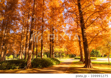 《東京都》紅葉のメタセコイアの森・秋の夜明け 109991275