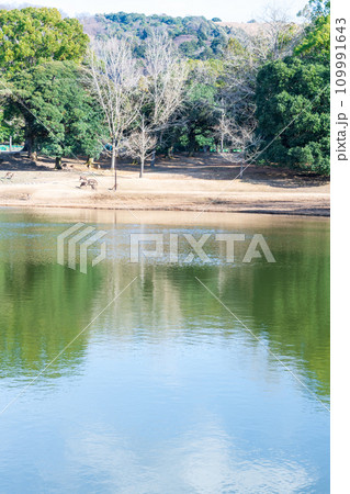 冬枯れの池ほとりで日光浴をする鹿たち 109991643