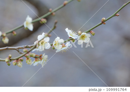 高貴な香りを漂わせる北国の早春の白梅の花 109991764