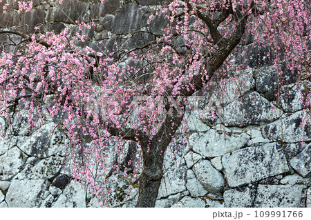 岩手公園の城壁と愛らしい垂れ紅梅 109991766