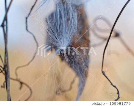 キョウチクトウ科ガガイモの種子散布 キョウチクトウ科ガガイモの種子散布 109991779