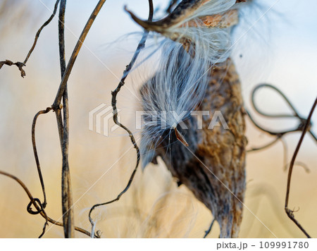 キョウチクトウ科ガガイモの種子散布 キョウチクトウ科ガガイモの種子散布 109991780