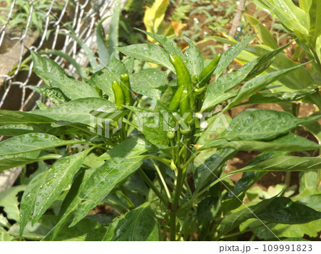 上向きの唐辛子の実は鷹の爪 109991823