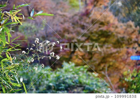 花 花 109991838