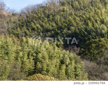 竹が自生する山の風景 109992766