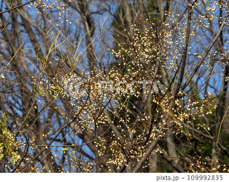 実を付けたセンダンの木 109992835