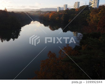 堺市　光明池の紅葉 109992844
