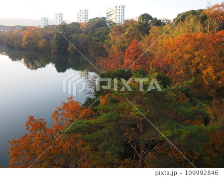 堺市　光明池の紅葉 109992846