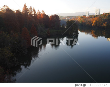 堺市 光明池の紅葉 堺市 光明池の紅葉 109992852