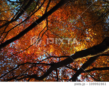 堺市 光明池の紅葉 堺市 光明池の紅葉 109992861