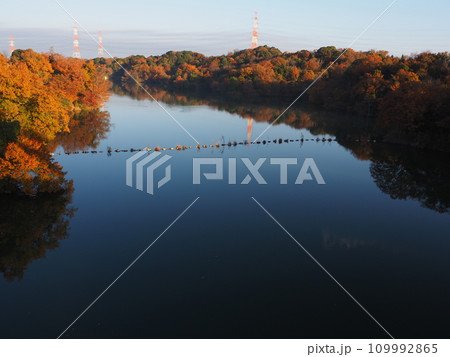 堺市　光明池の紅葉 109992865