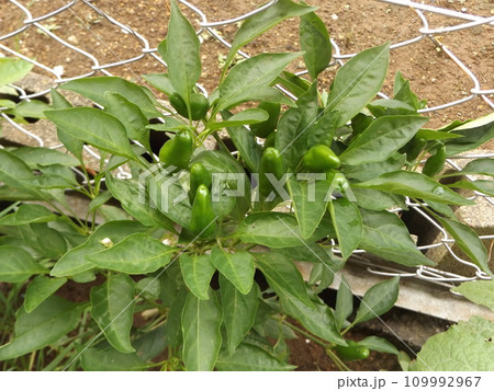 上向きの唐辛子の実は鷹の爪 上向きの唐辛子の実は鷹の爪 109992967