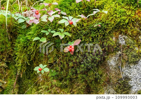 赤く熟したゴゼンタチバナの実と苔のコラボシーン 赤く熟したゴゼンタチバナの実と苔のコラボシーン 109993003
