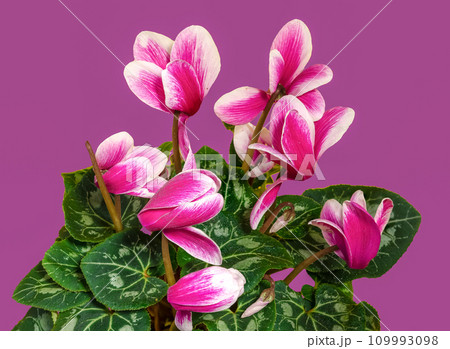 Cyclamen with pink flowers on a pink background 109993098
