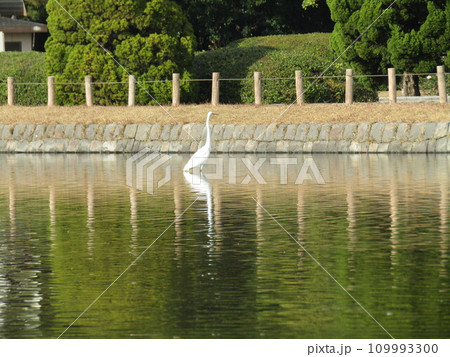 稲毛海浜公園浜の池に来た水辺の鳥ダイサギ 109993300