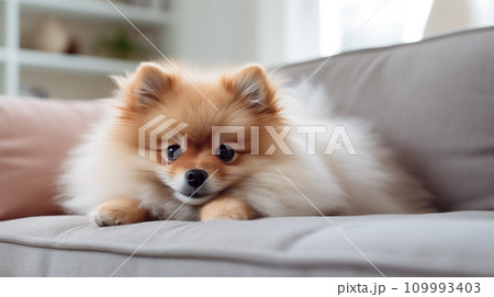 Pomeranian on Sofa, Generative AI 109993403