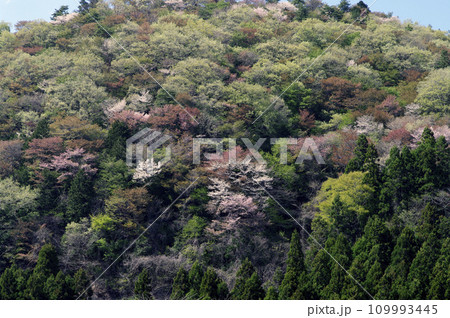 山々が色づく早春の御前山。新緑と淡いピンク色の山桜のコントラストが美しい季節になった。 109993445