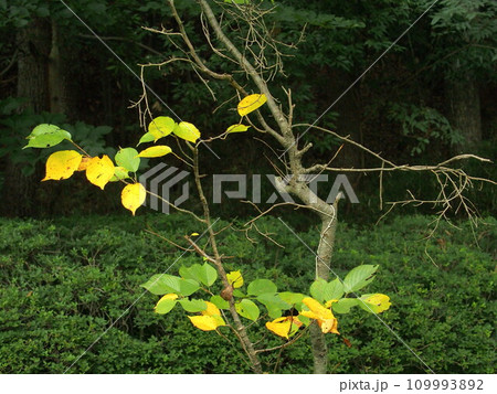 秋の林の中の葉の散る細木 109993892