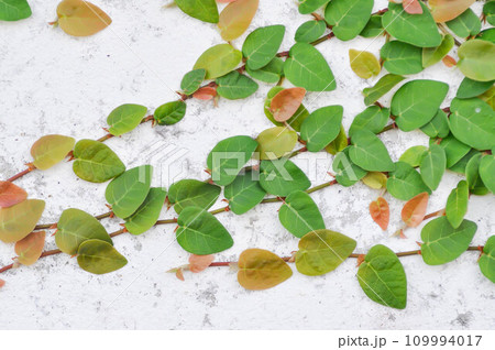 ficus pumila or climbing fig ,Ficus pumila L or Creeping fig or MORACEAE on the wall 109994017