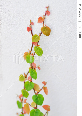 ficus pumila or climbing fig ,Ficus pumila L or Creeping fig or MORACEAE on the wall ficus pumila or climbing fig ,Ficus pumila L or Creeping fig or MORACEAE on the wall 109994018