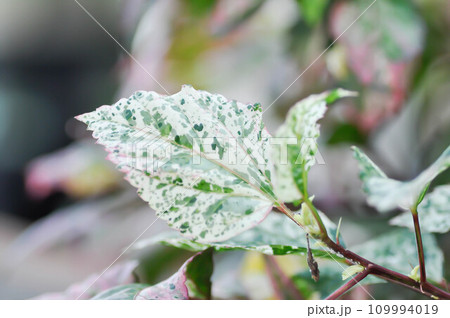 Chinese rose, hibiscus or Hibiscus Rosa-Sinensis Variegata leaf 109994019