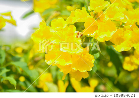 Trumpet vine, Yellow bell or Yellow elder or  Tecoma stans or Yellow trumpet flower or BIGNONIACEAE 109994021