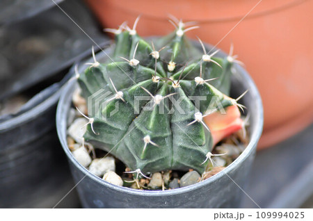 Gymnocalycium ,Gymnocalycium mihanovichii or gymnocalycium mihanovichii variegated or cactus Gymnocalycium ,Gymnocalycium mihanovichii or gymnocalycium mihanovichii variegated or cactus 109994025