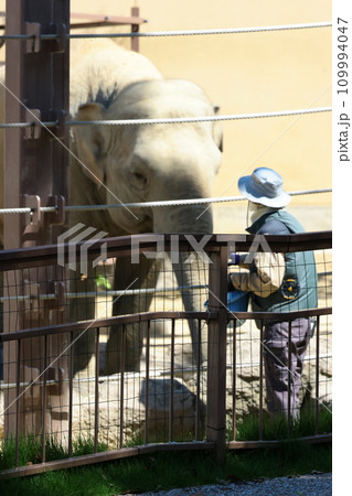 EOSR6II.山口周南、飼育員とゾウ。 109994047
