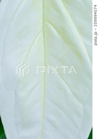 Syngonium podophyllum, Arrowhead Vine or Goosefoot Plant or Araceae Syngonium podophyllum, Arrowhead Vine or Goosefoot Plant or Araceae 109994074