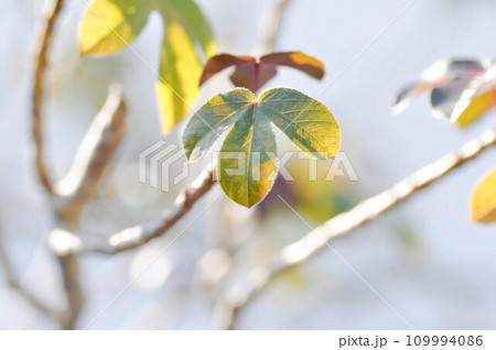 maple leaf, maple leaves or green leaf or Acer saccharum Marsh maple leaf, maple leaves or green leaf or Acer saccharum Marsh 109994086
