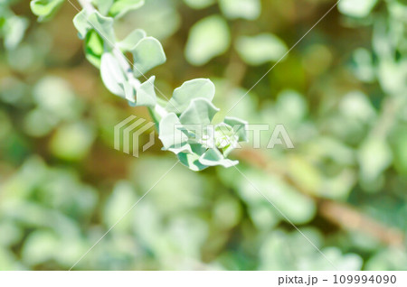 Leucophyllum frutescens ,. SCROPHULARIACEAE or Ash bush or Purple sage or Sensia or Silverleaf or Texas ranger or White sage Leucophyllum frutescens ,. SCROPHULARIACEAE or Ash bush or Purple sage or Sensia or Silverleaf or Texas ranger or White sage 109994090