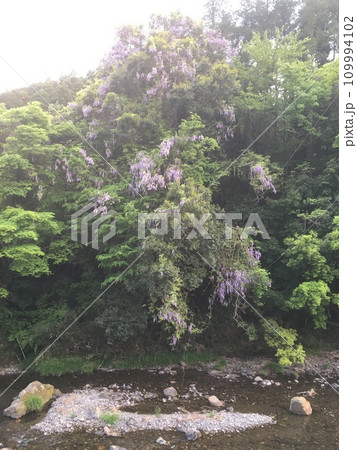 奥武蔵東吾野駅近くの高麗川畔に咲く満開の山藤 奥武蔵東吾野駅近くの高麗川畔に咲く満開の山藤 109994102