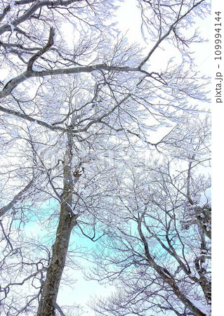 樹氷　霧氷　蔵王 109994144