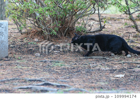 早春を待ちわびたノラの黒猫黒ちゃん 寒い冬を森越えた野良猫黒ちゃん 早春を待ちわびたノラの黒猫黒ちゃん 寒い冬を森越えた野良猫黒ちゃん 109994174
