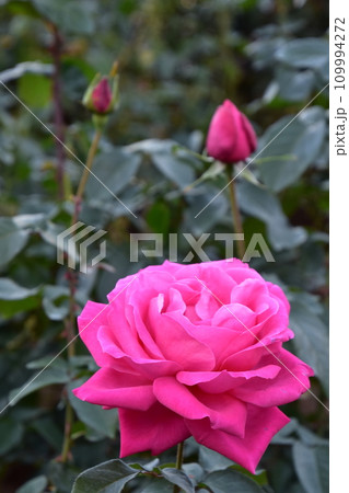 濃いピンクのバラ 109994272