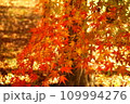 モミジの紅葉 109994276