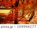 紅葉の林 109994277