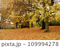 落葉の秋 109994278