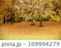 落ち葉が一面に 109994279