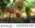 赤く熟したホウズキ 109994280